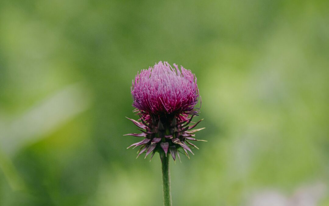 Prirodna zaštita za jetru: biljka koju vrijedi poznavati